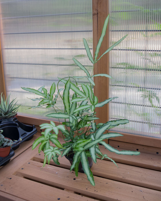 Pteris cretica 'Albo-Lineata' - 4"