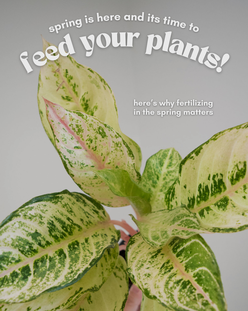 It’s Feeding Time: Why Spring and Summer Is Perfect for Fertilizing Your Plants