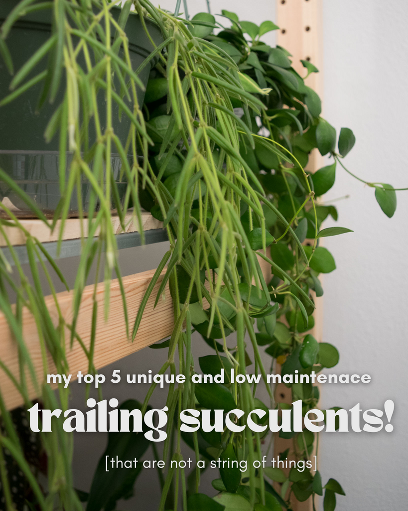 5 Unique Trailing Succulents That Are Not a String of Things