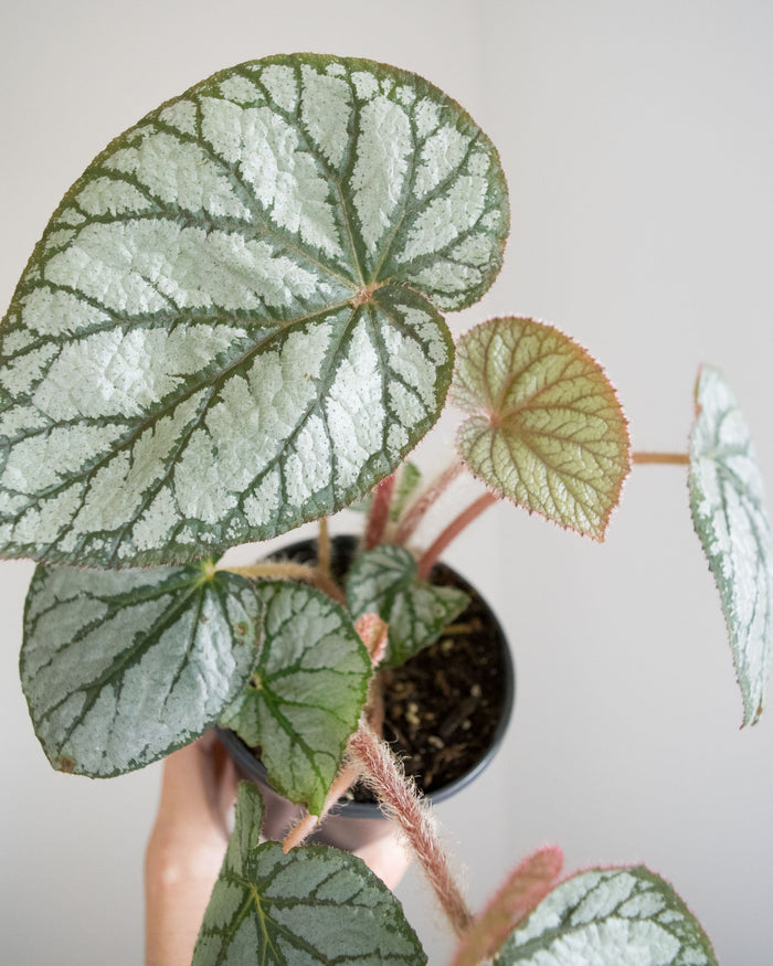 Begonia