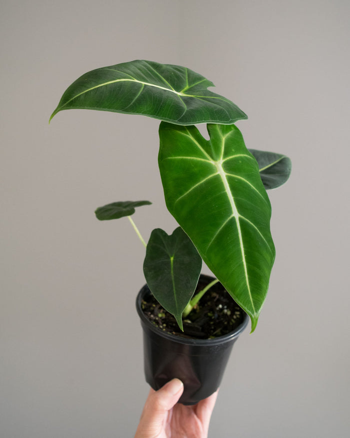 Alocasia