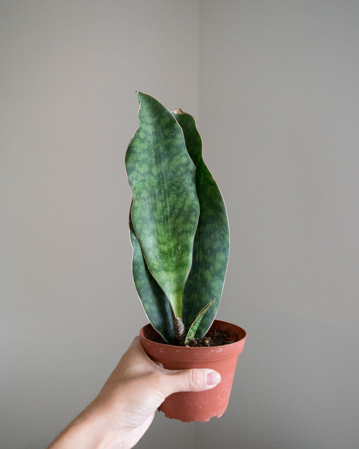 Sansevieria