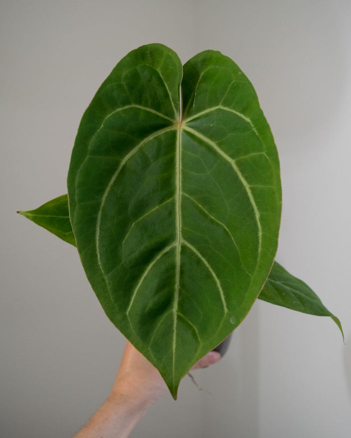 Anthurium