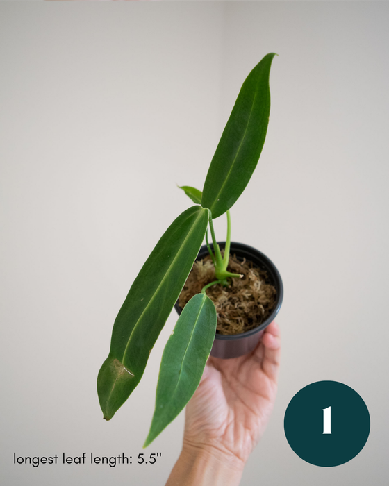 Anthurium Warocqueanum - 3" (Bare Root in Moss)