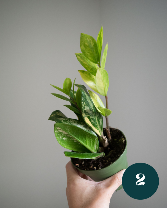 Zamioculcas Zamiifolia 'Variegata' - 4"