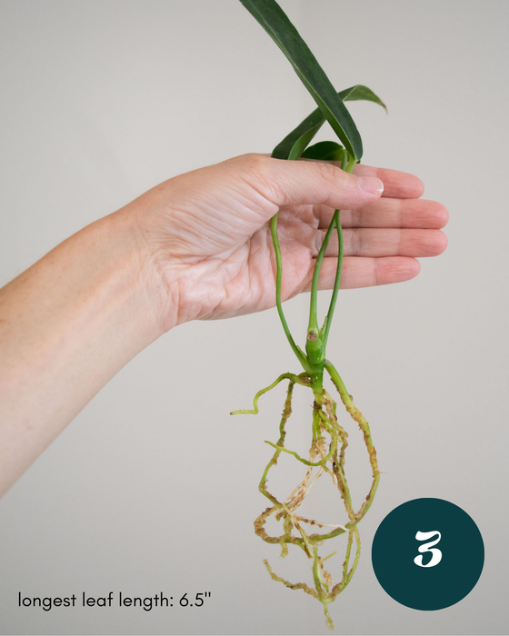 Anthurium Warocqueanum - 3" (Bare Root in Moss)