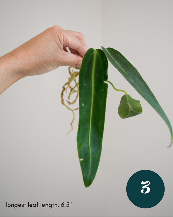 Anthurium Warocqueanum - 3" (Bare Root in Moss)