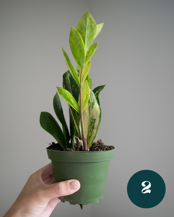 Zamioculcas Zamiifolia 'Variegata' - 4"