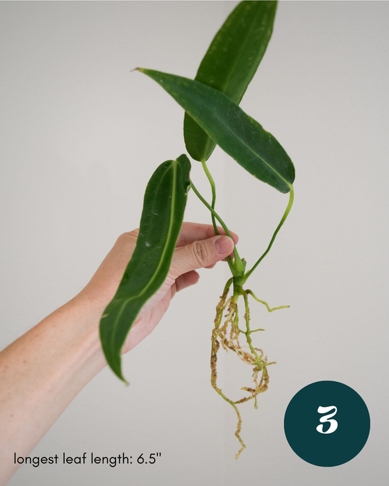 Anthurium Warocqueanum - 3" (Bare Root in Moss)