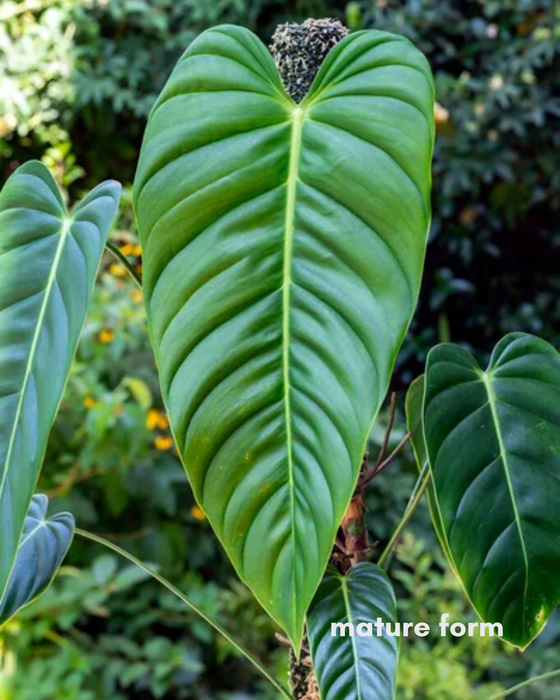 Philodendron 'Esmeraldense' - 4"