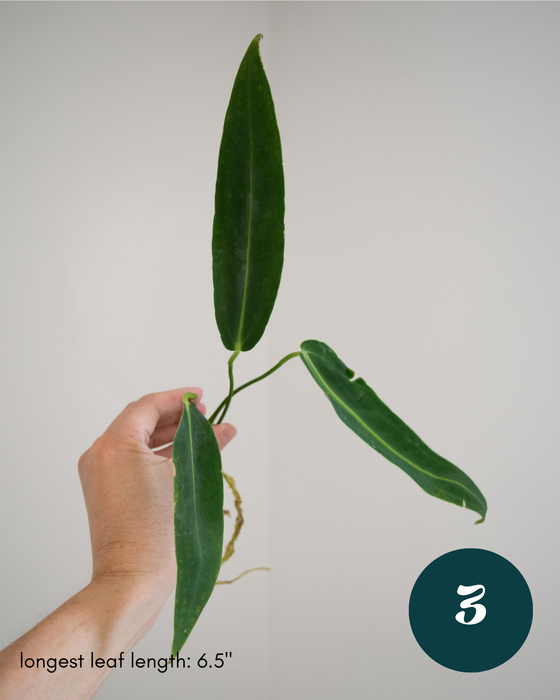Anthurium Warocqueanum - 3" (Bare Root in Moss)