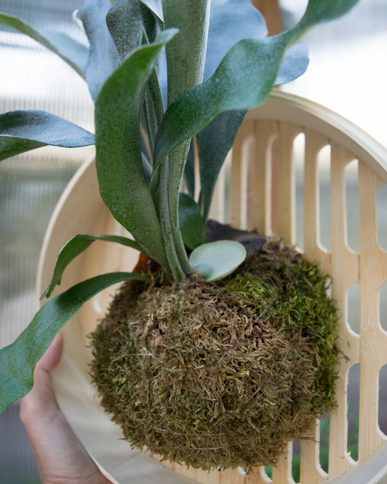 (#15) Platycerium Bifurcatum - 10" Steamer Basket (Pick Up Only)
