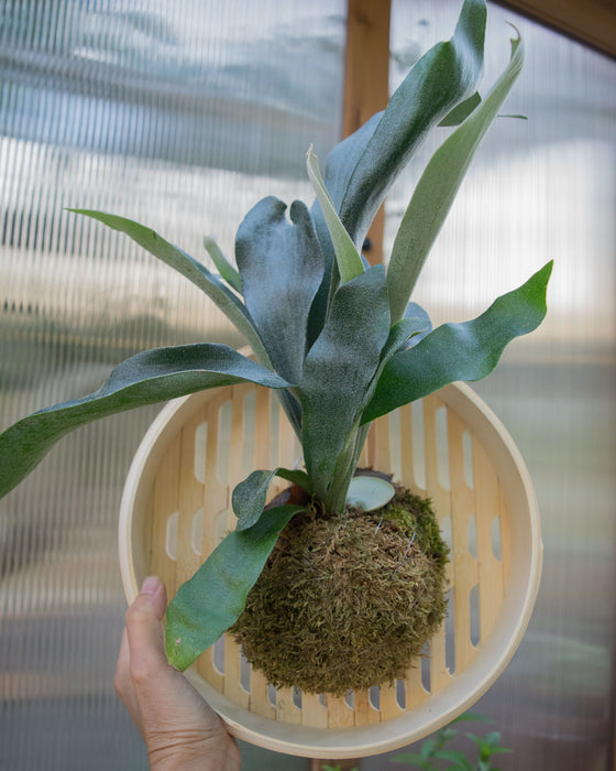 (#15) Platycerium Bifurcatum - 10" Steamer Basket (Pick Up Only)