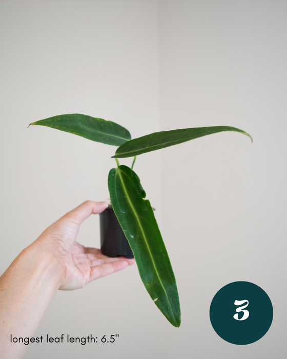 Anthurium Warocqueanum - 3" (Bare Root in Moss)