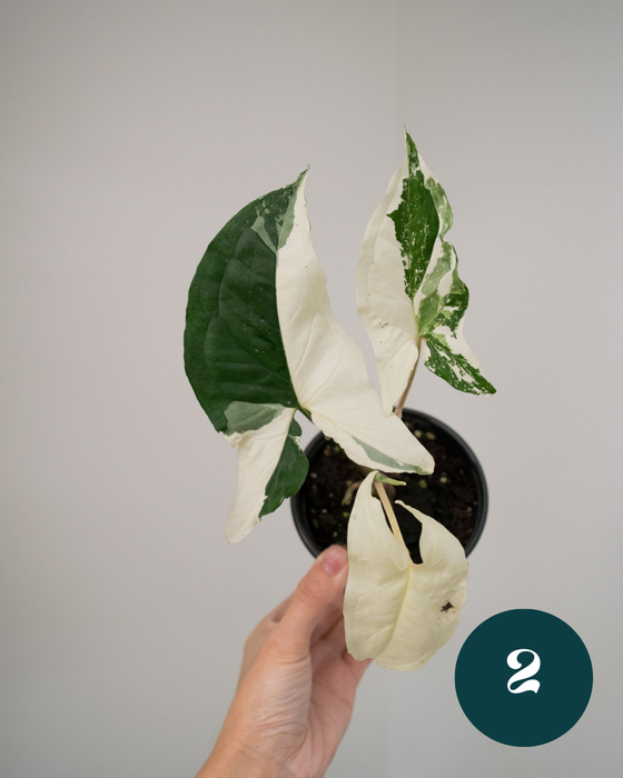 Syngonium 'Albo Variegated' - 4"