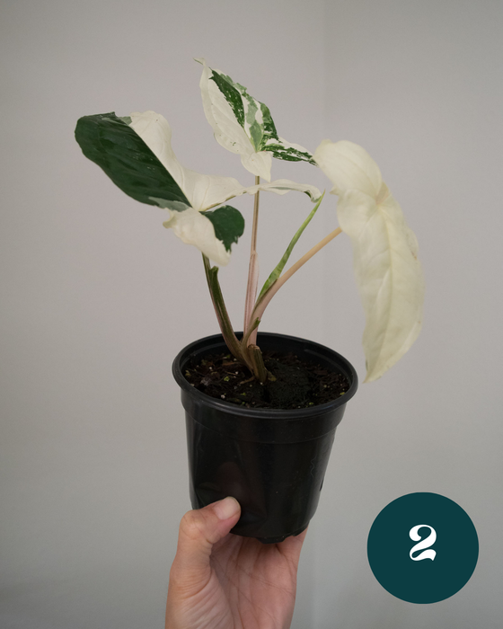 Syngonium 'Albo Variegated' - 4"