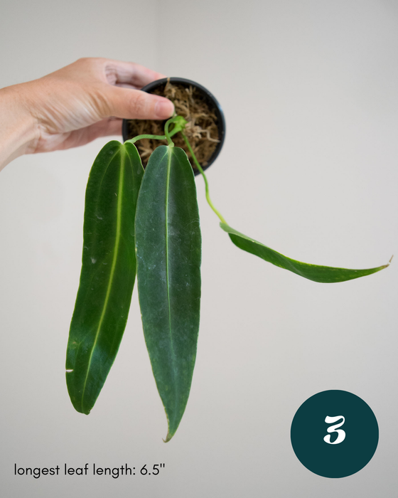 Anthurium Warocqueanum - 3" (Bare Root in Moss)