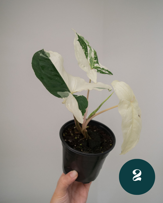 Syngonium 'Albo Variegated' - 4"