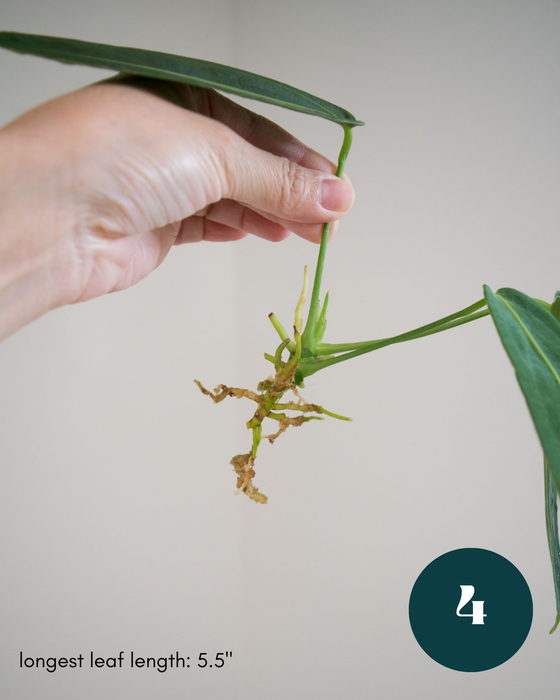 Anthurium Warocqueanum - 3" (Bare Root in Moss)