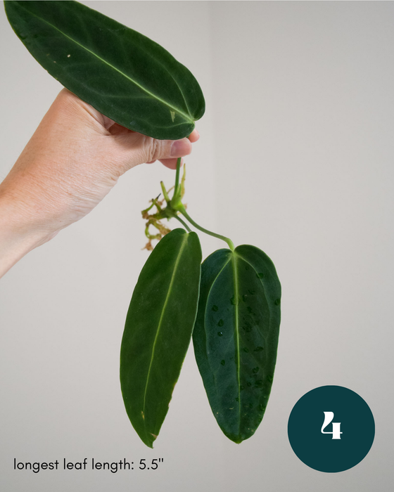 Anthurium Warocqueanum - 3" (Bare Root in Moss)