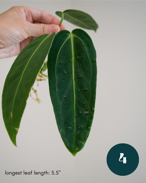 Anthurium Warocqueanum - 3" (Bare Root in Moss)