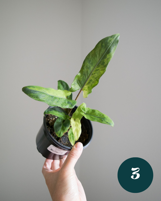 Alocasia Lauterbachiana 'Variegata'- 4"