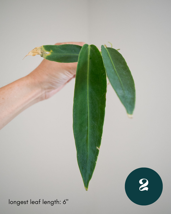 Anthurium Warocqueanum - 3" (Bare Root in Moss)