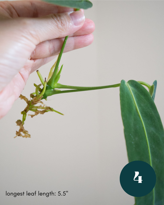 Anthurium Warocqueanum - 3" (Bare Root in Moss)