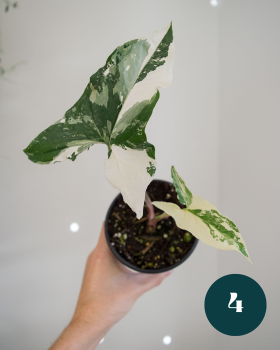 Syngonium 'Albo Variegated' - 4"