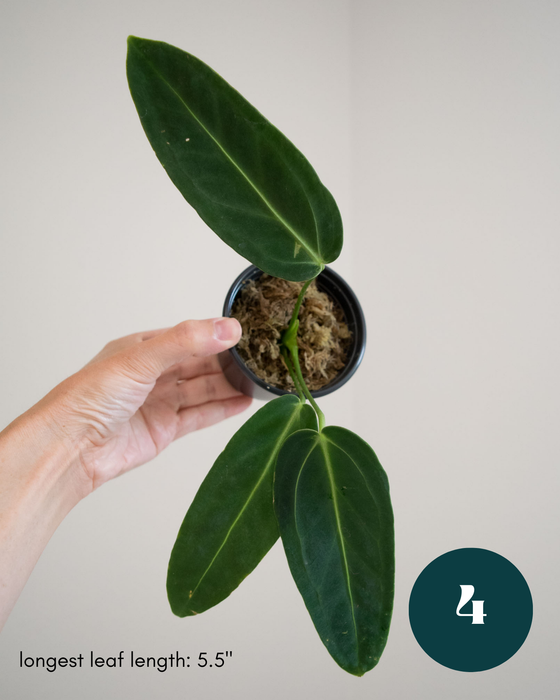 Anthurium Warocqueanum - 3" (Bare Root in Moss)