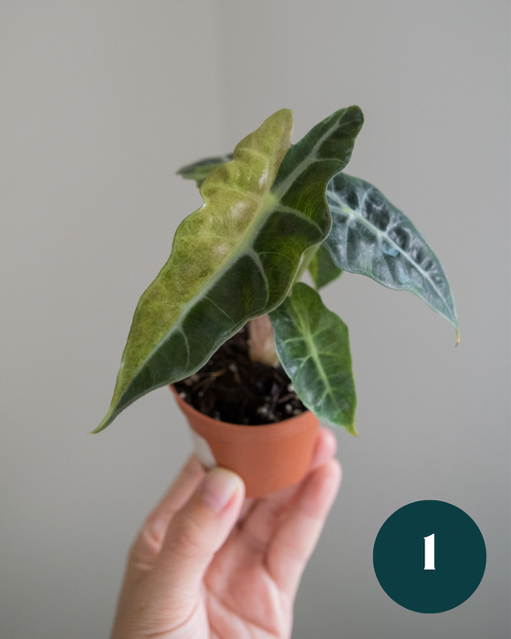 Alocasia Amazonica 'Aurea Splash' - 2"