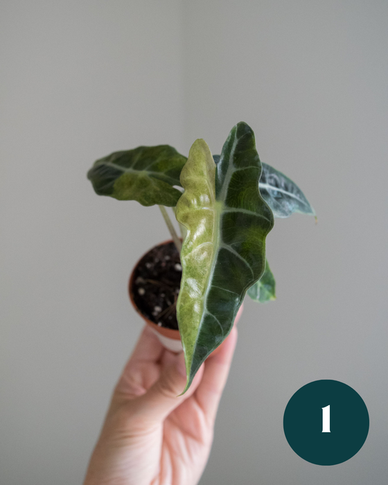 Alocasia Amazonica 'Aurea Splash' - 2"