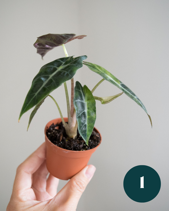 Alocasia Amazonica 'Aurea Splash' - 2"