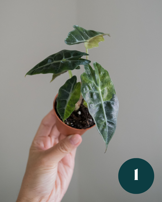 Alocasia Amazonica 'Aurea Splash' - 2"