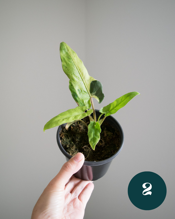 Alocasia Lauterbachiana 'Variegata'- 4"