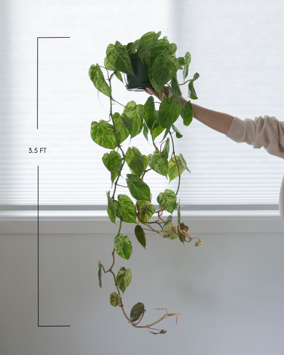 Variegated Heartleaf Philodendron  - 6" (3.5 FT) (Pick Up Only)