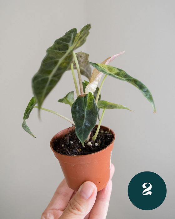 Alocasia Amazonica 'Aurea Splash' - 2"