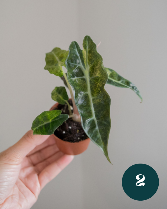 Alocasia Amazonica 'Aurea Splash' - 2"