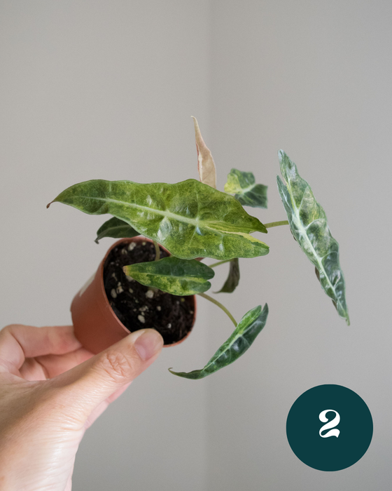 Alocasia Amazonica 'Aurea Splash' - 2"