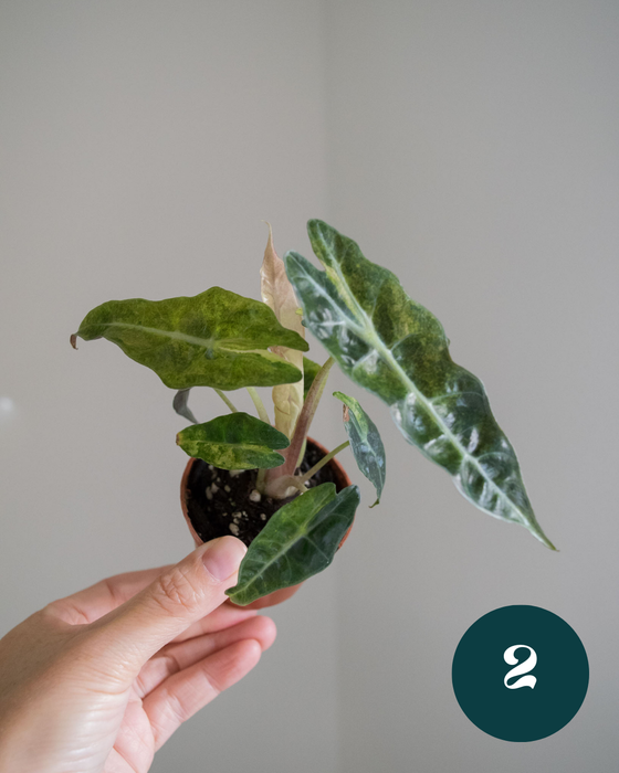 Alocasia Amazonica 'Aurea Splash' - 2"