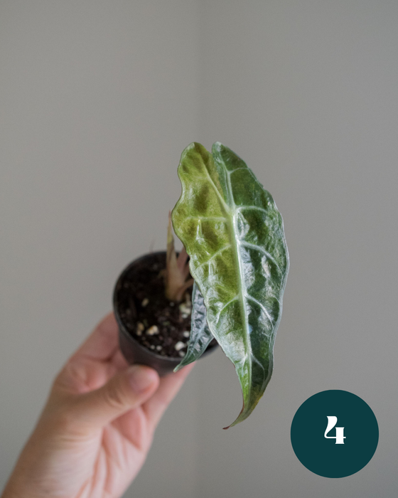 Alocasia Amazonica 'Aurea Splash' - 2"