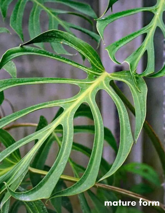 Monstera 'Burle Marx Flame' - 2"