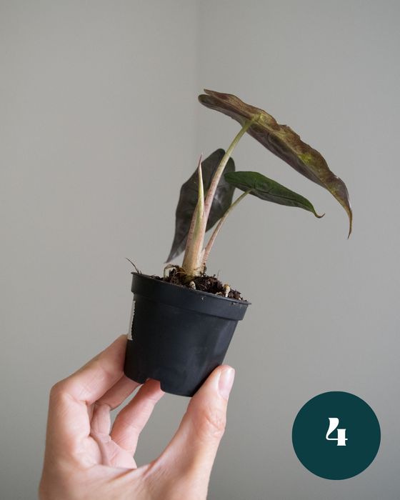 Alocasia Amazonica 'Aurea Splash' - 2"