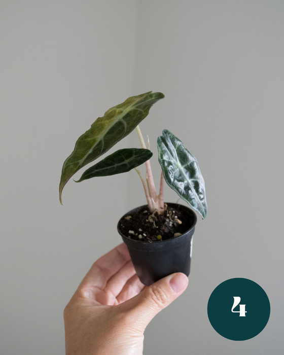 Alocasia Amazonica 'Aurea Splash' - 2"