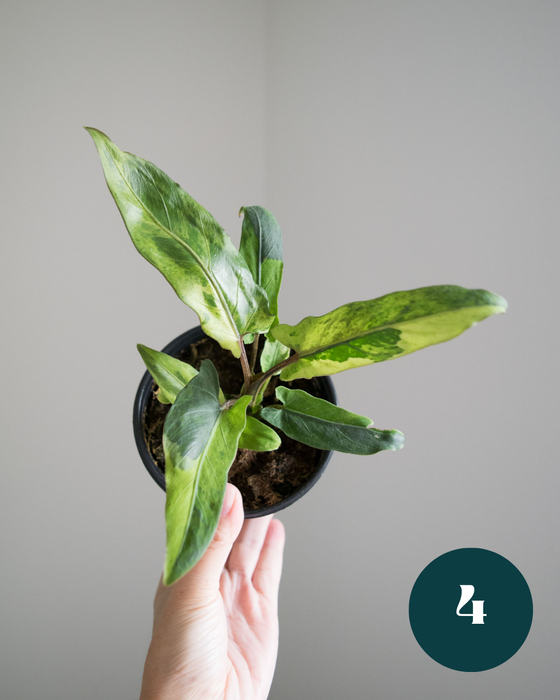 Alocasia Lauterbachiana 'Variegata'- 4"