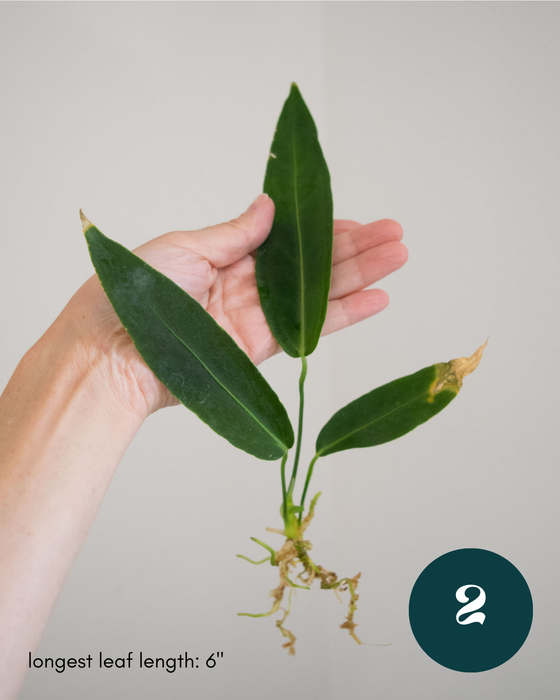 Anthurium Warocqueanum - 3" (Bare Root in Moss)