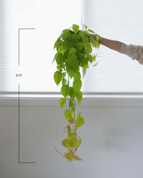 Lemon Heartleaf Philodendron  - 6" (3 FT) (Pick Up Only)