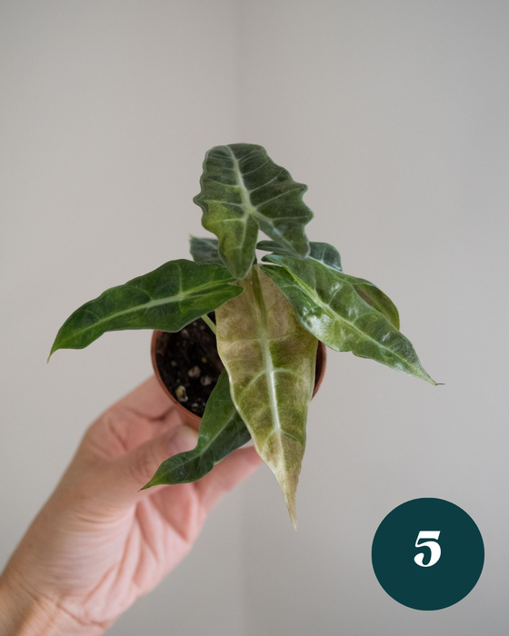 Alocasia Amazonica 'Aurea Splash' - 2"