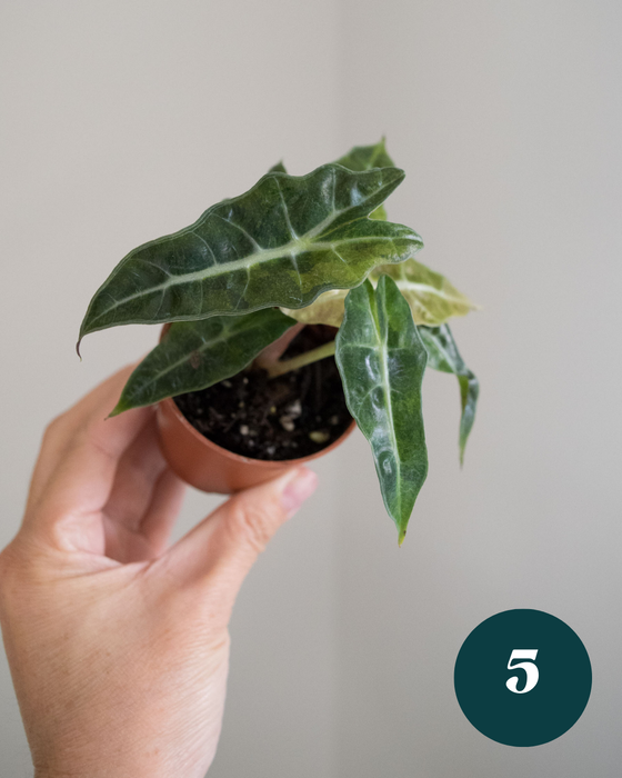 Alocasia Amazonica 'Aurea Splash' - 2"