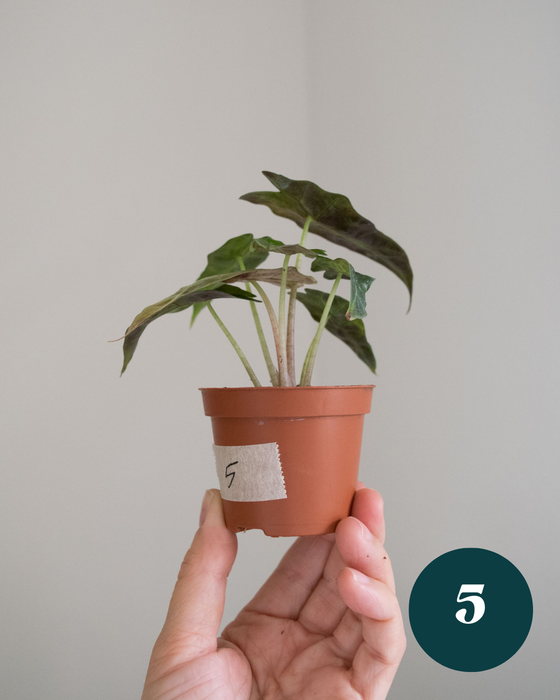 Alocasia Amazonica 'Aurea Splash' - 2"